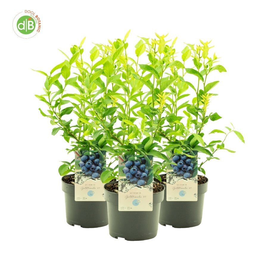 Vaccinium Goldtraube (Blueberry) 45cm 19cm Pot