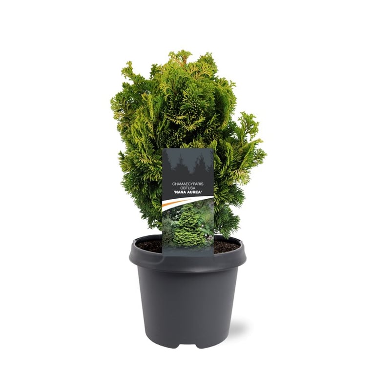 Chamaecyparis obtusa Nana Aurea 30cm 23cm Pot