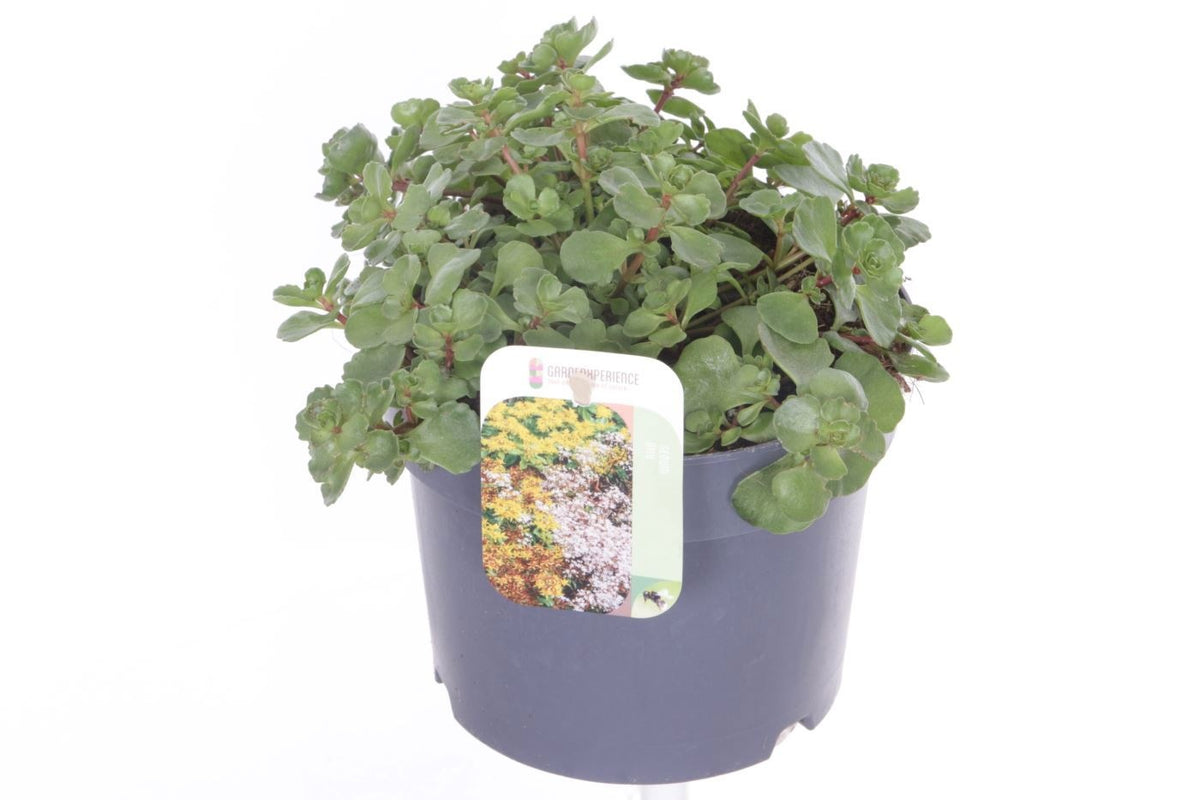Sedum spurium 30cm 17cm Pot