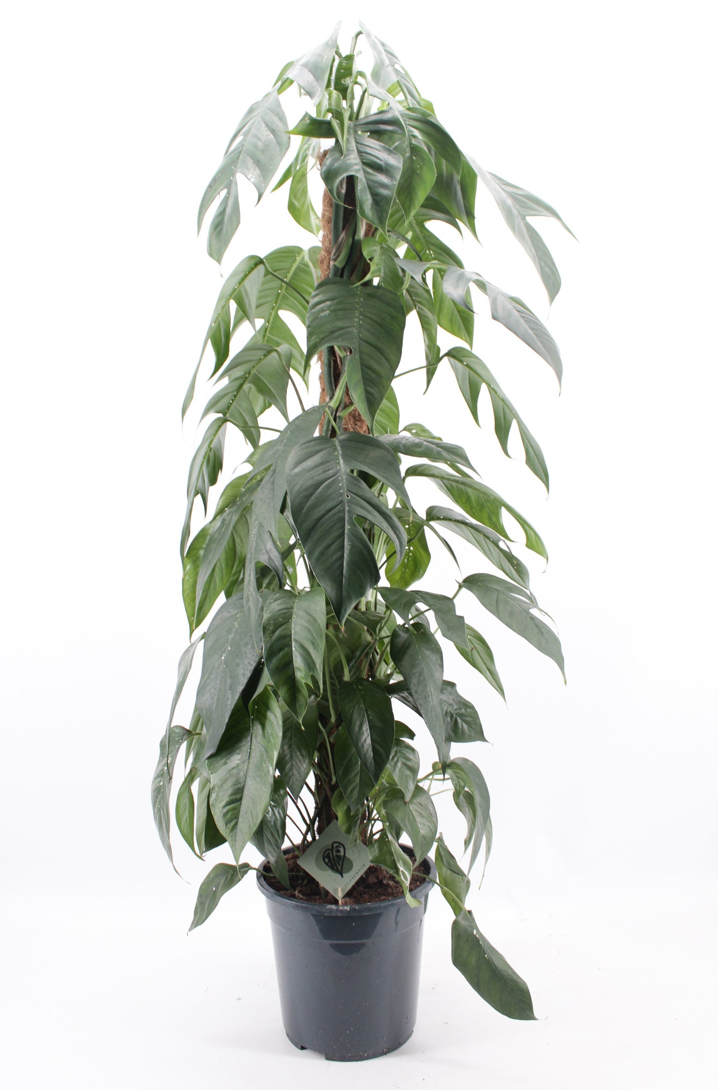 Epipremnum pin. Albo Variegata 125cm 24cm Pot