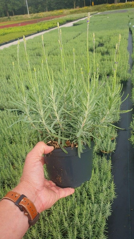 Roessel Tuinpl. VOF, B. v. Lavandula Hidcote Pack of 1