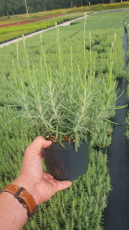 Lavandula Hidcote 30cm 17cm Pot