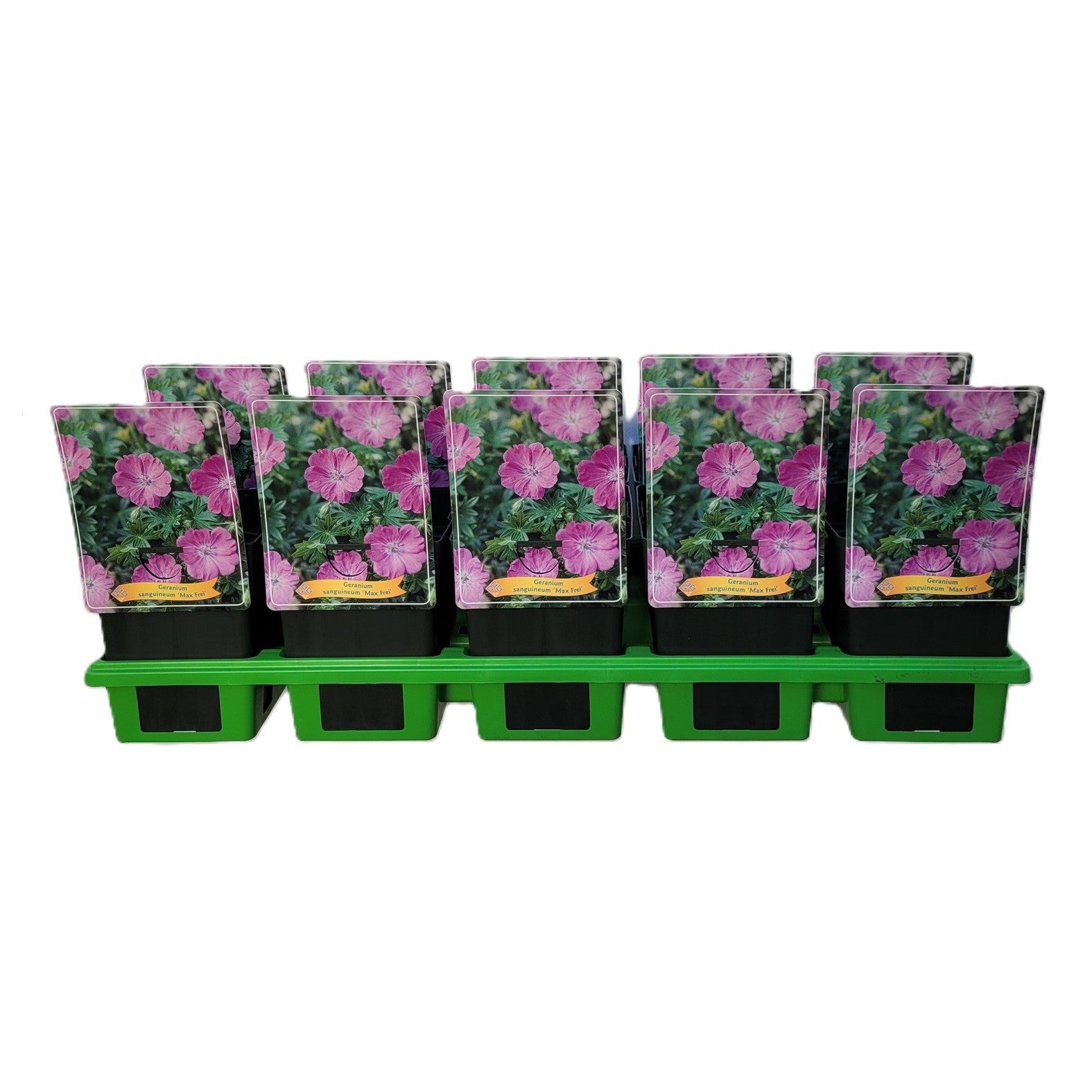 Geranium Max Frei (Hardy) 25cm 11cm Pot