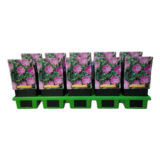 Geranium Max Frei (Hardy) 25cm 11cm Pot