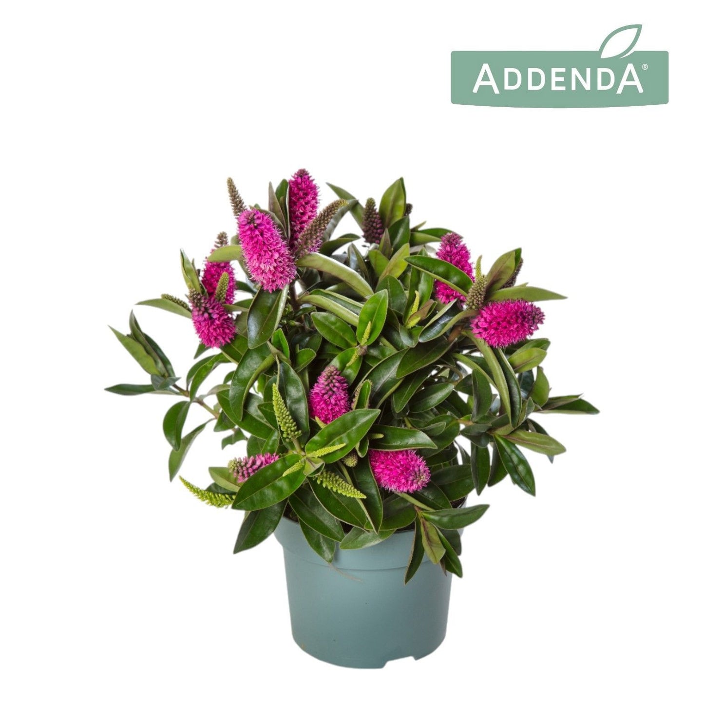 Hebe Hebedonna Eva 40cm 12cm Pot