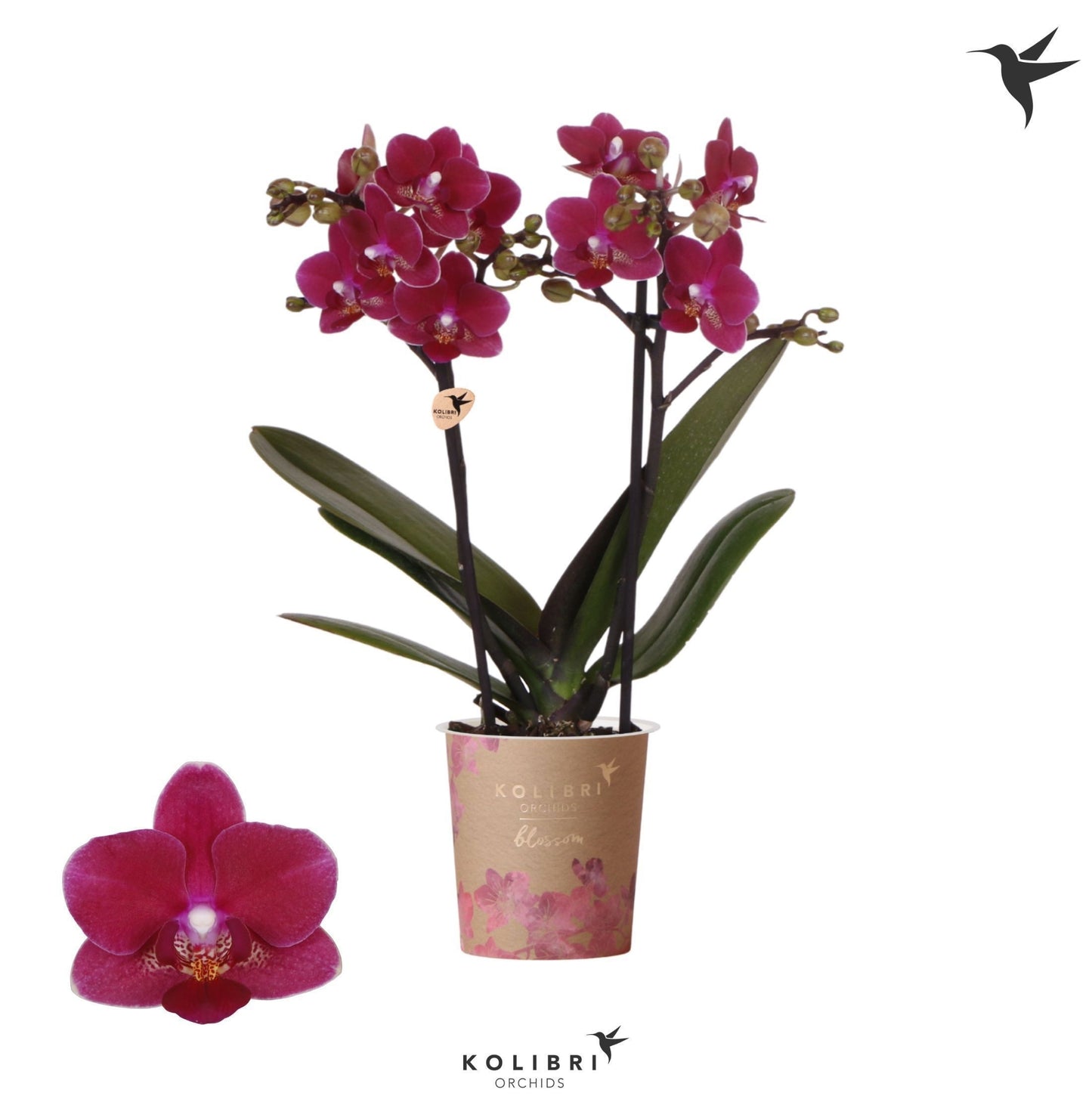 OK Plant Phalaenopsis mf. Chamonix Pack of 12