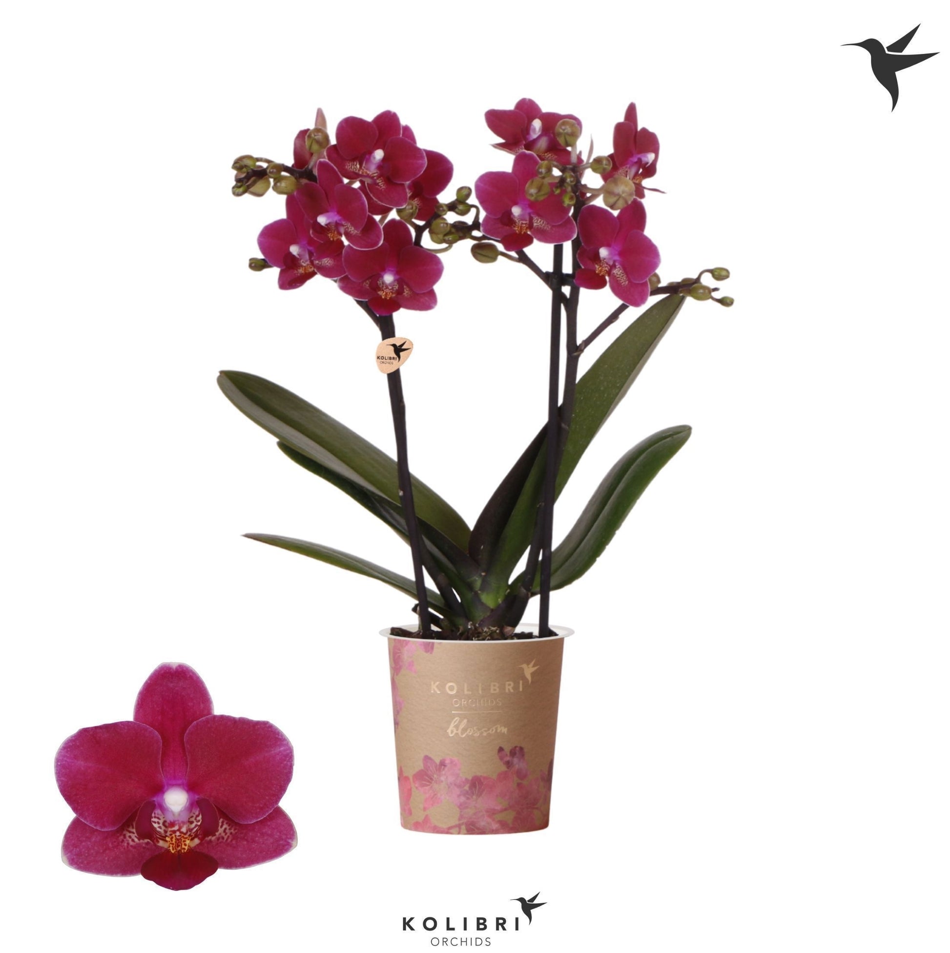 OK Plant Phalaenopsis mf. Chamonix Pack of 12