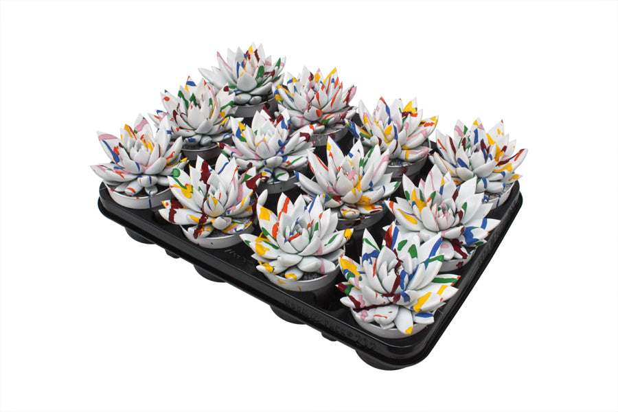 Echeveria colored Splash white 11cm Special Pot (508)