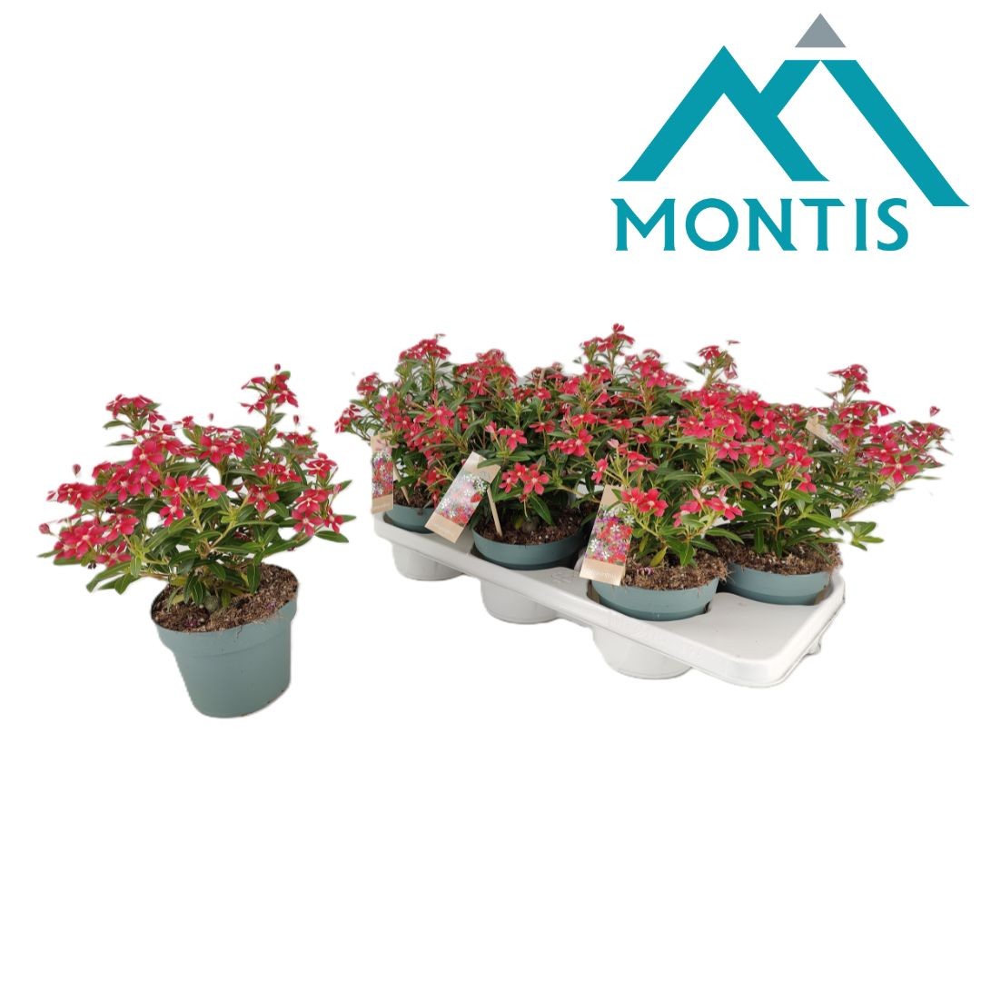 Catharanthus Soirée Cerise White Eye 17cm 14cm Pot