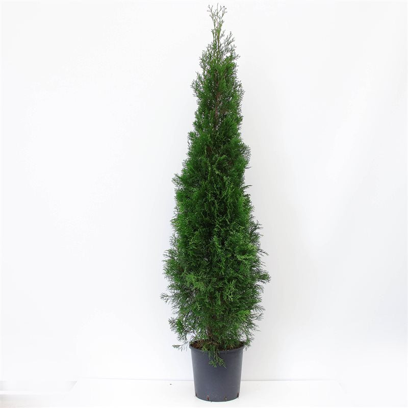 Thuja occidentalis Smaragd 170cm 32cm Pot