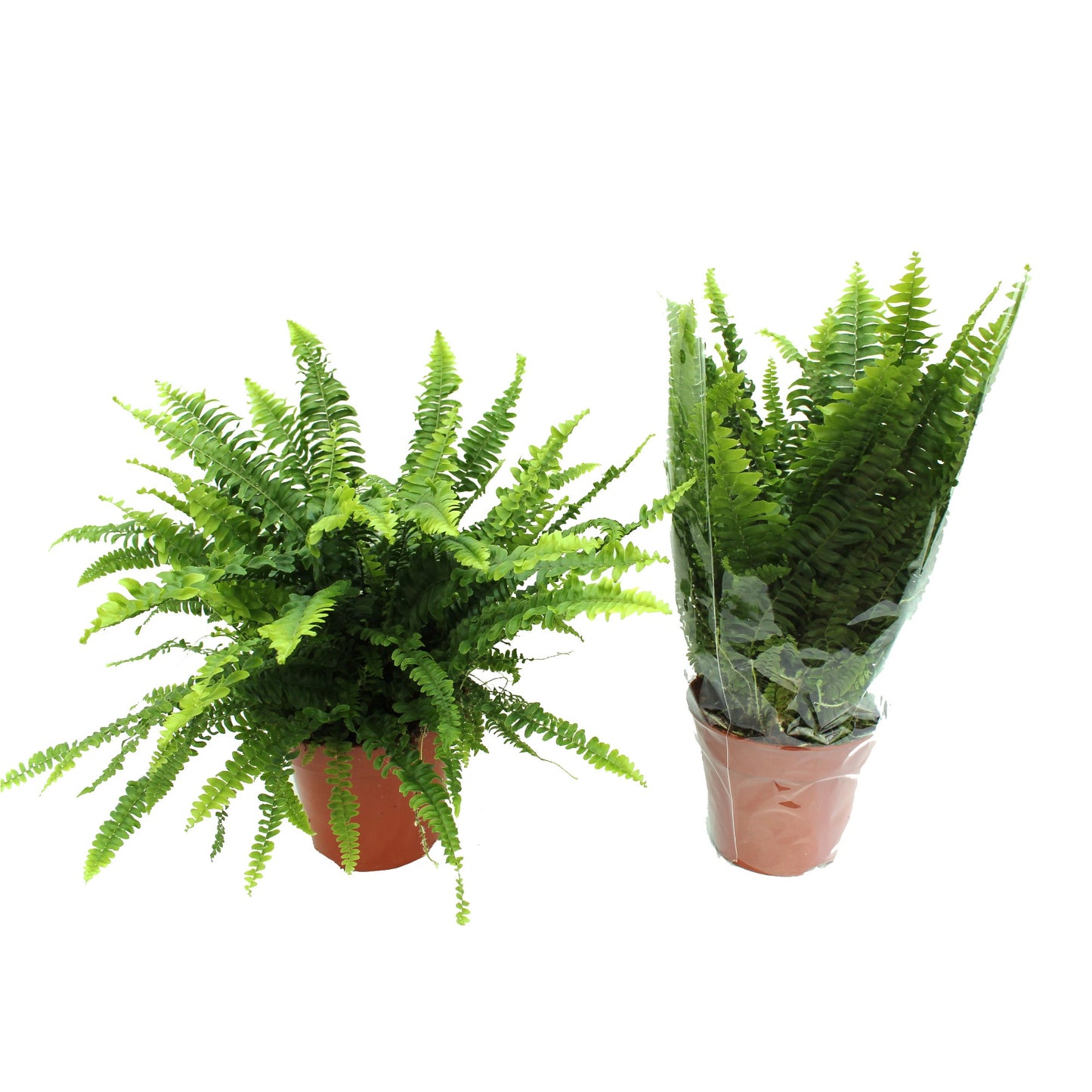 Nephrolepis Green Lady 50cm 17cm Pot