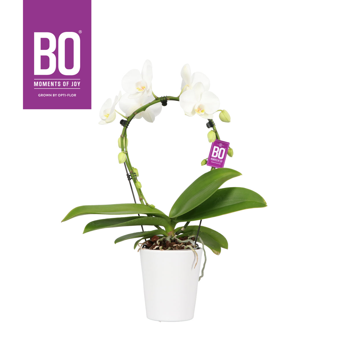 Phalaenopsis white 50cm 12cm Pot