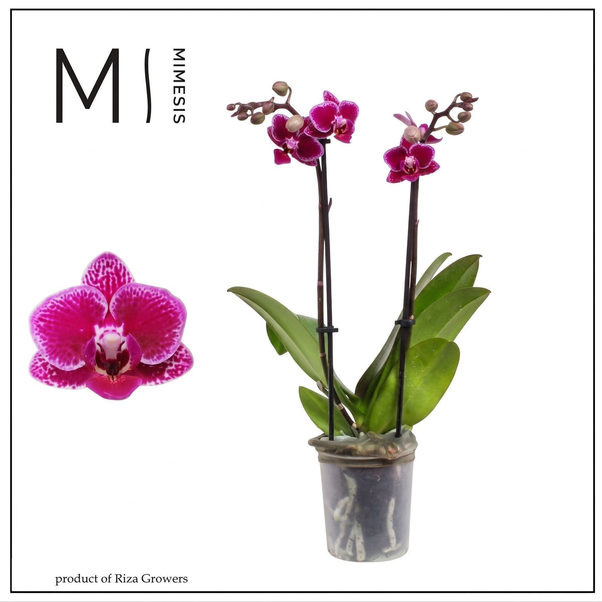 Phalaenopsis Orange 40cm 9cm Pot