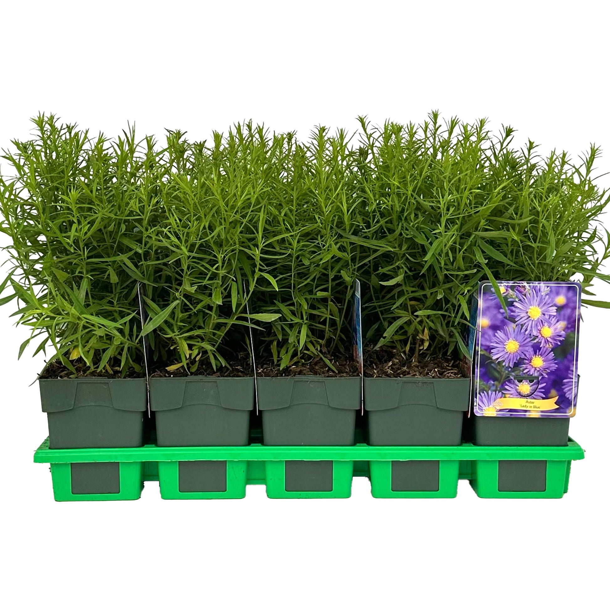 Aster dum. Lady in Blue 25cm 11cm Pot