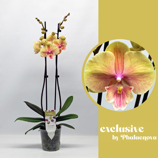 Phalaenopsis yellow 65cm 12cm Pot