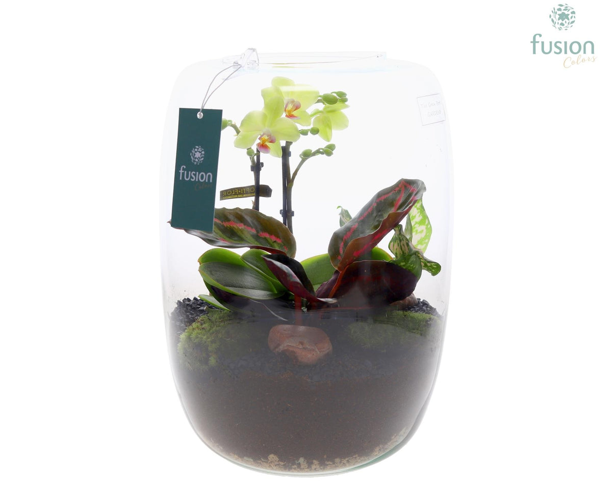 Green Bottle Isabella XLarge met Phalaenopsis arrangement 29cm 23cm Pot