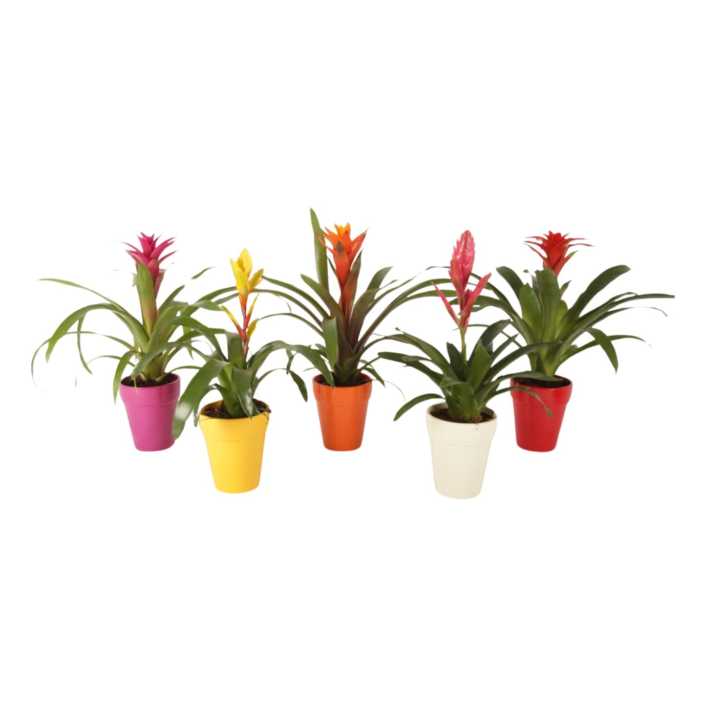 Bromelia mix 45cm 13cm Pot