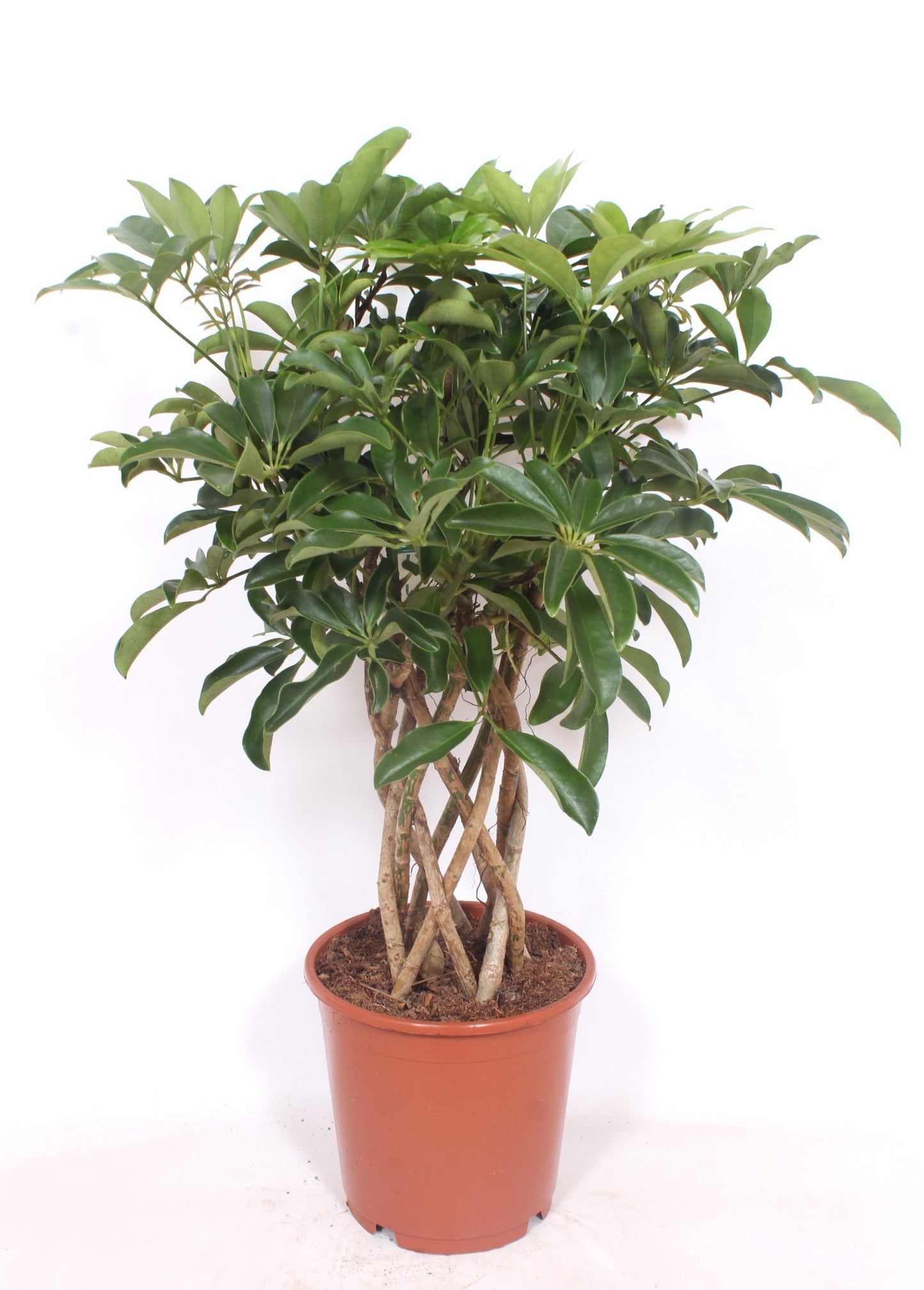Schefflera Compacta 80cm 24cm Pot