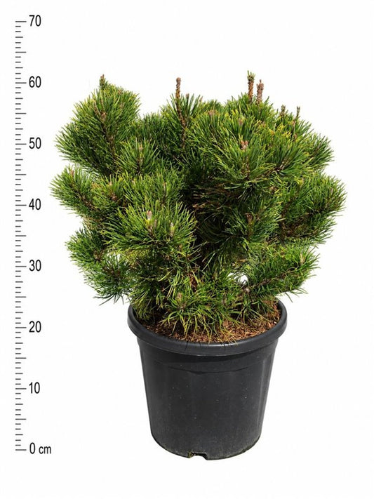 Pinus mugo Carstens Wintergold 70cm 32cm Pot