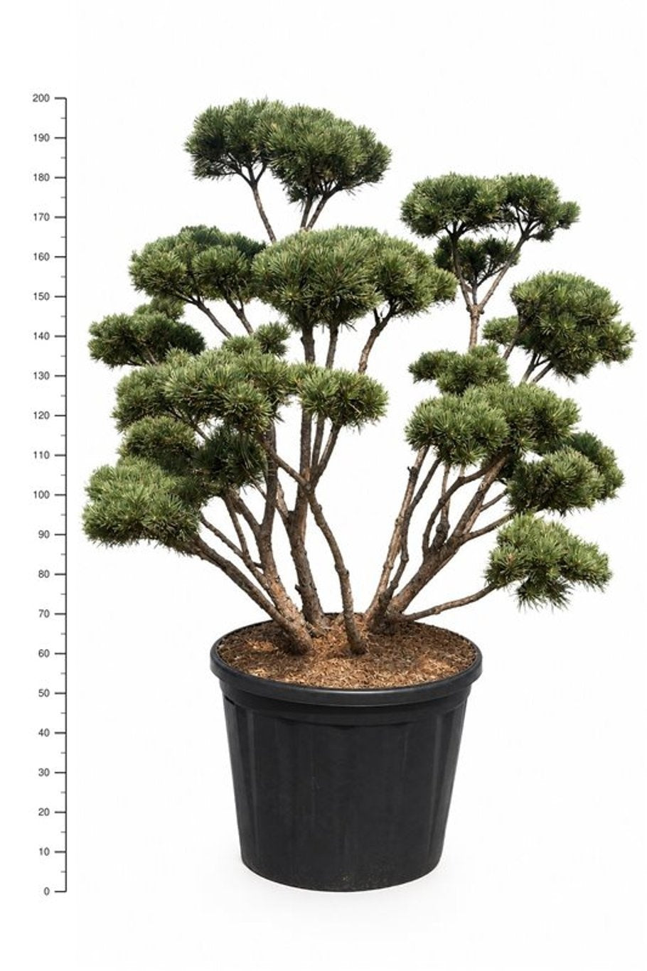 Pinus sylvestris Watereri 200cm 80cm Pot