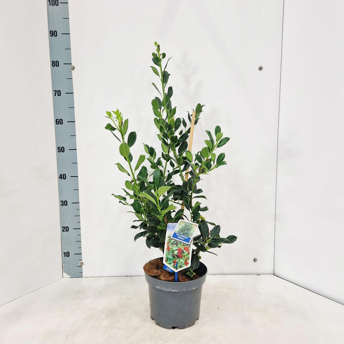 Ilex aqu. Alaska 75cm 19cm Pot