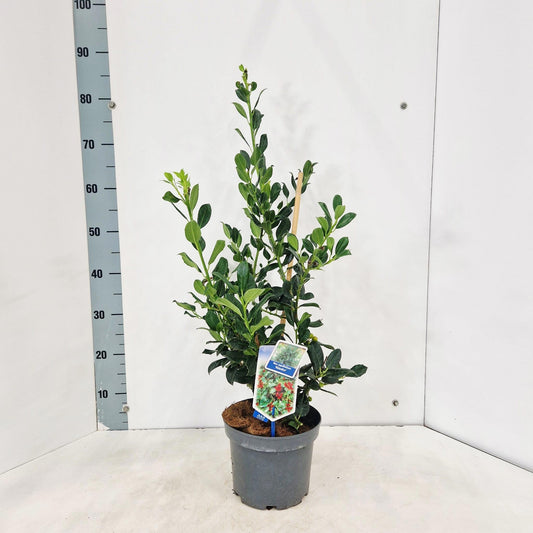 Ilex aqu. Alaska 75cm 19cm Pot