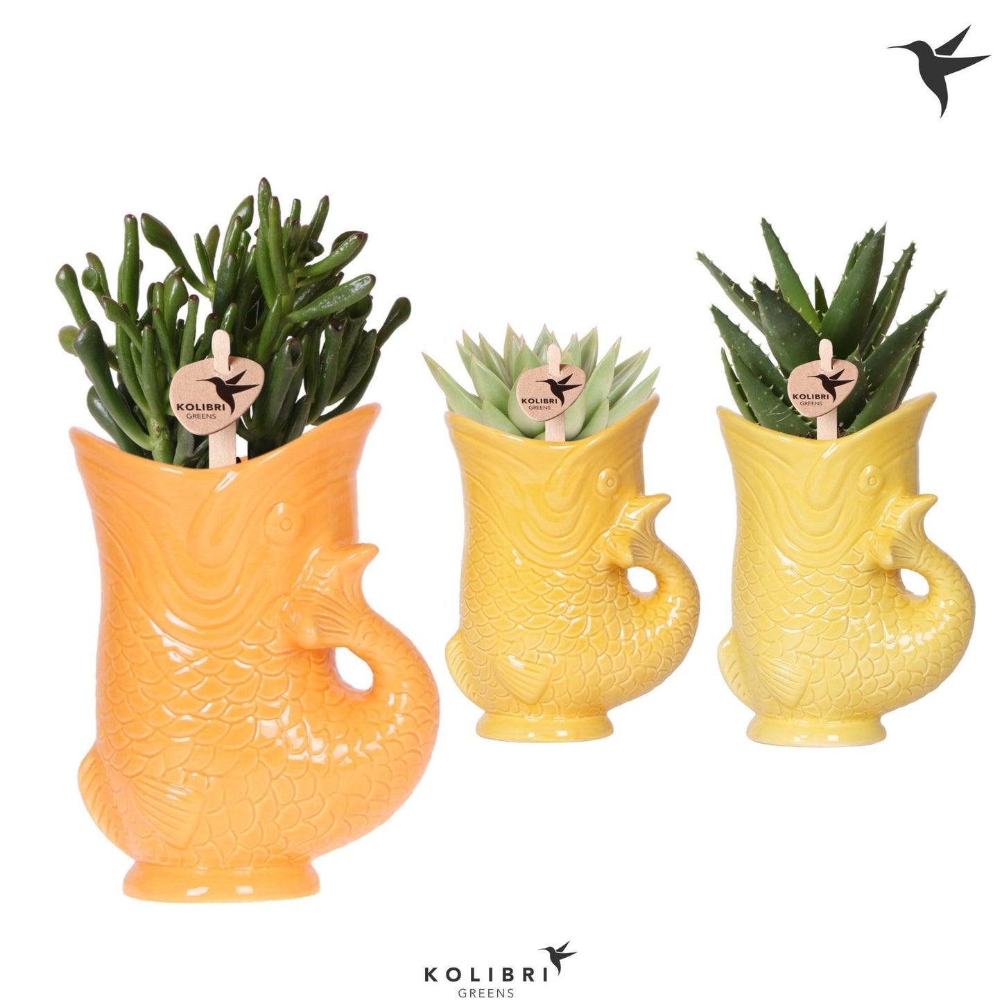 Succulenten mix (+ drp.ceramic) 27cm 9cm Pot