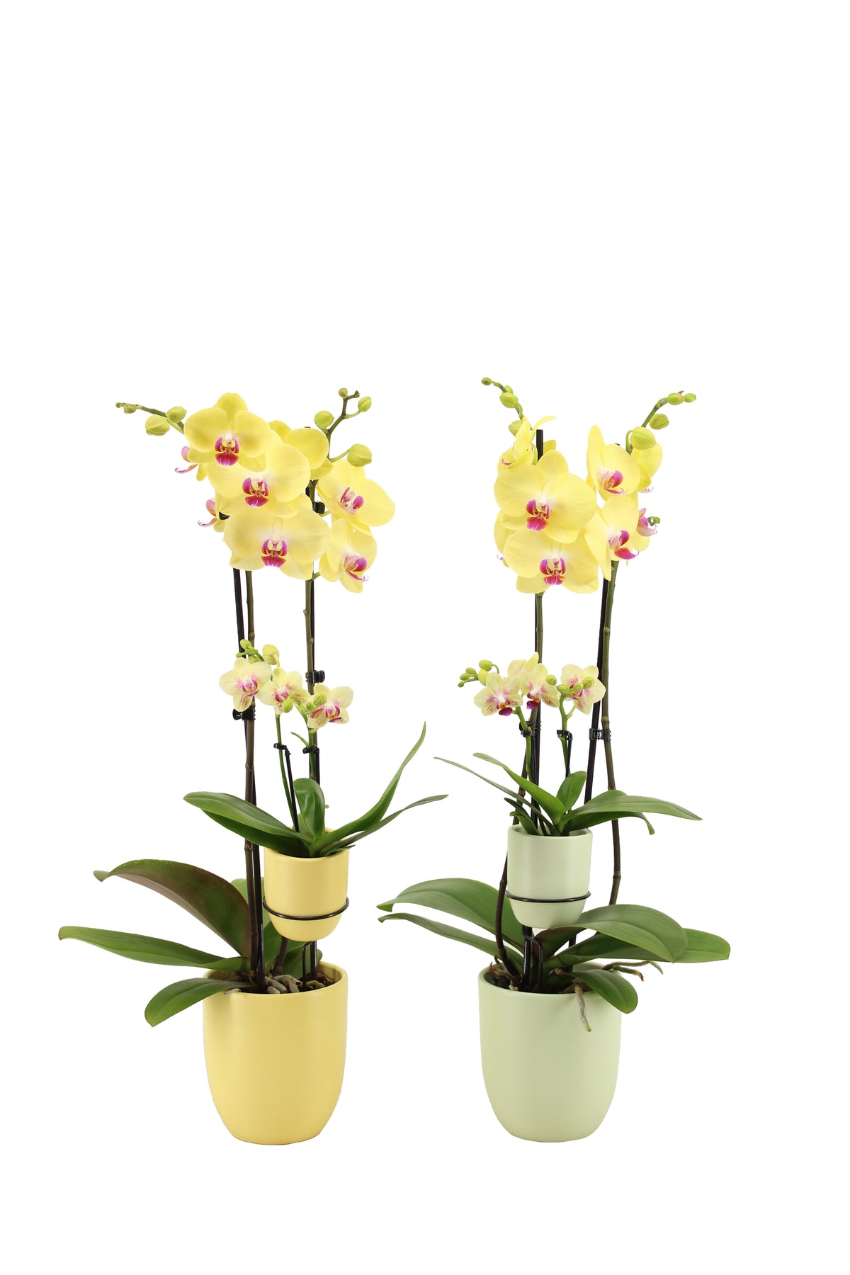 Phalaenopsis yellow 60cm 12cm Pot