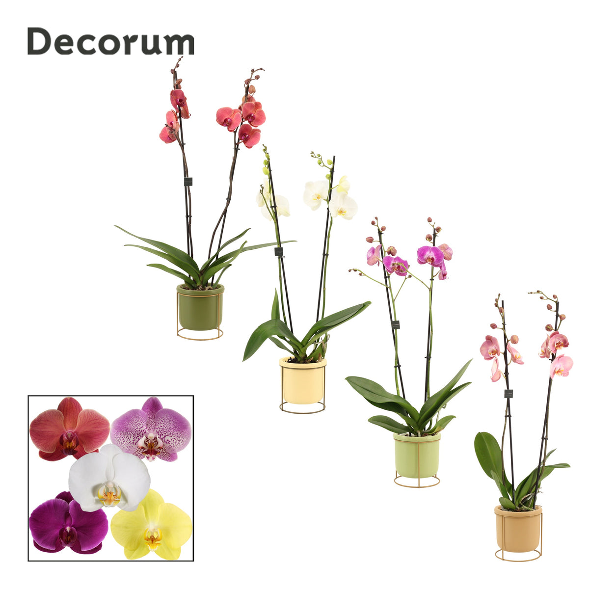 Phalaenopsis mix 65cm 12cm Pot