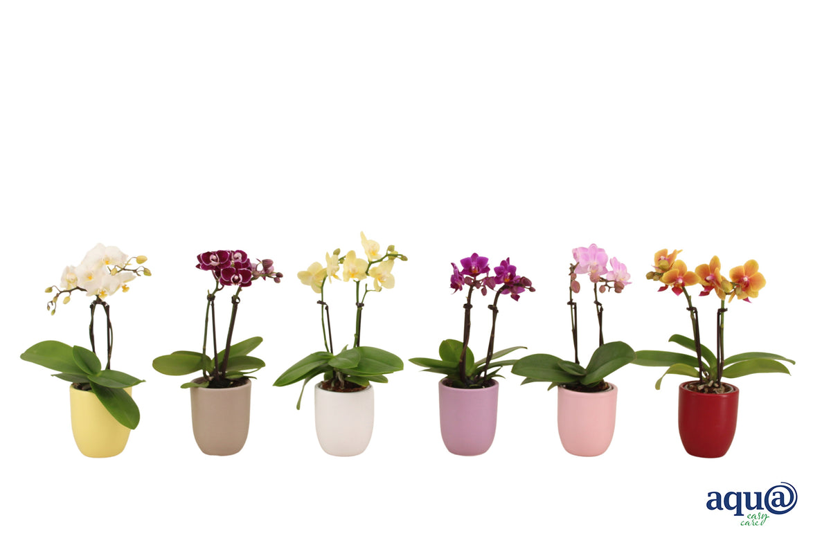 Phalaenopsis hybrid 17cm 6cm Pot