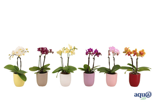Phalaenopsis hybrid 17cm 6cm Pot