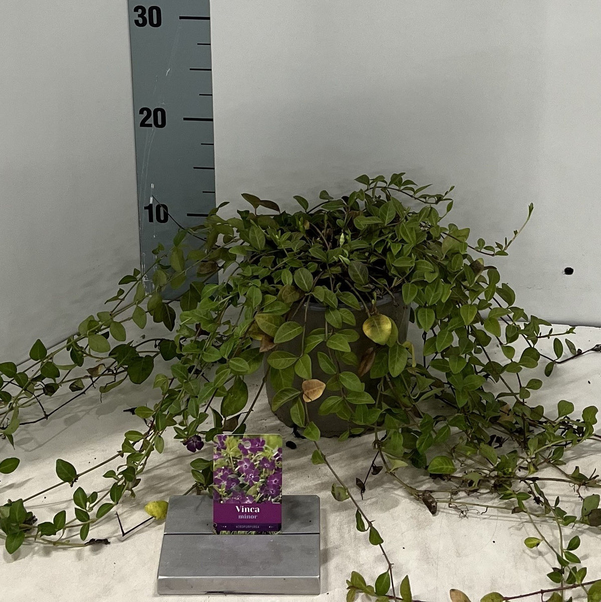 Vinca Atropurpurea 10cm 15cm Pot