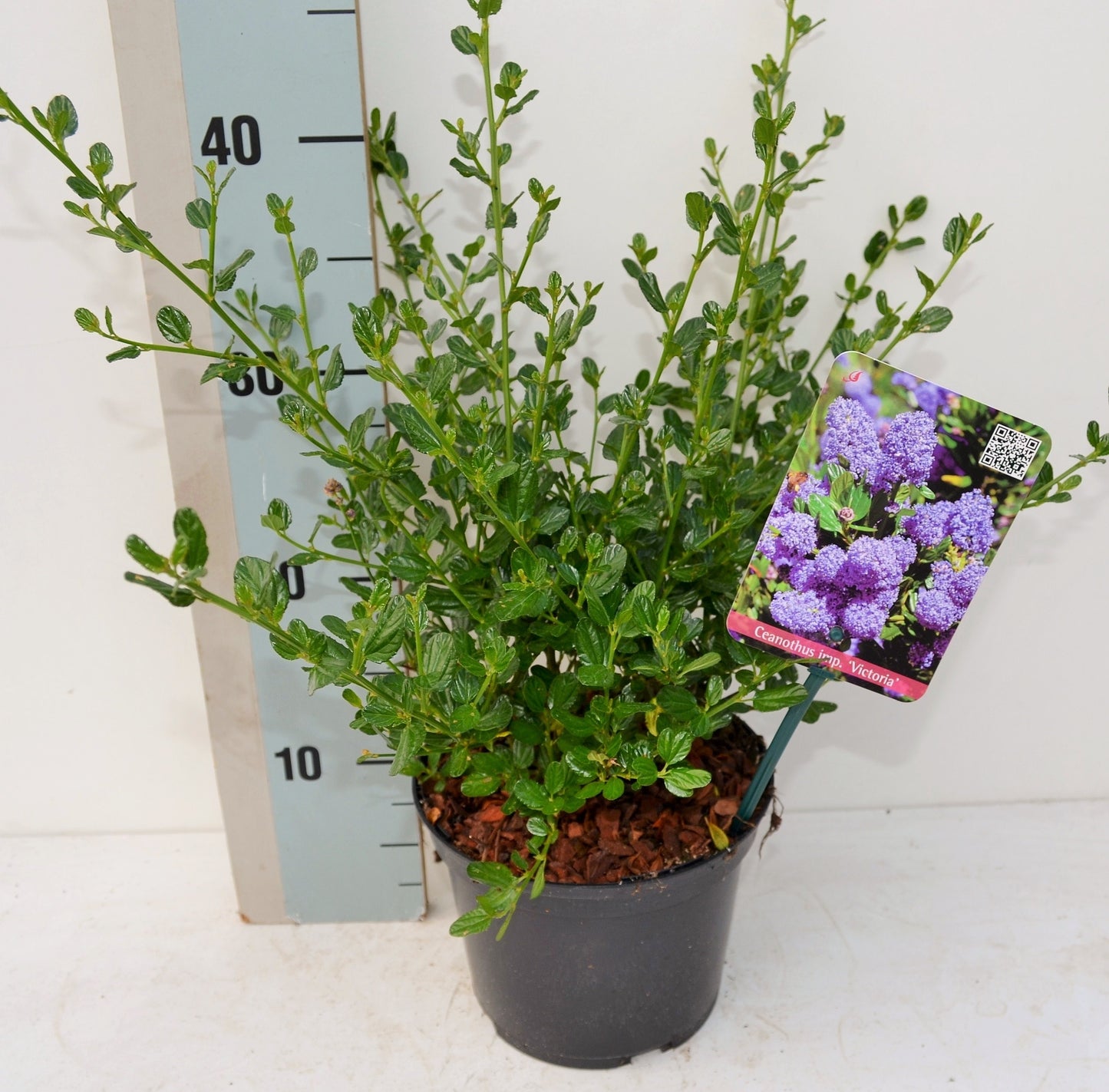 Ceanothus Victoria 35cm 17cm Pot