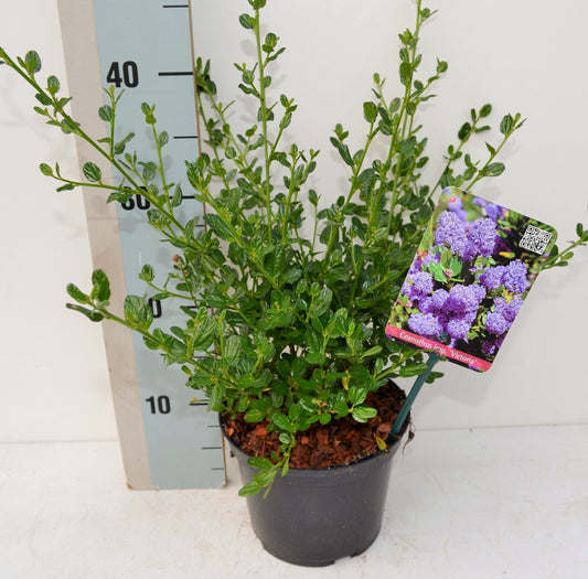 Ceanothus Victoria 35cm 17cm Pot