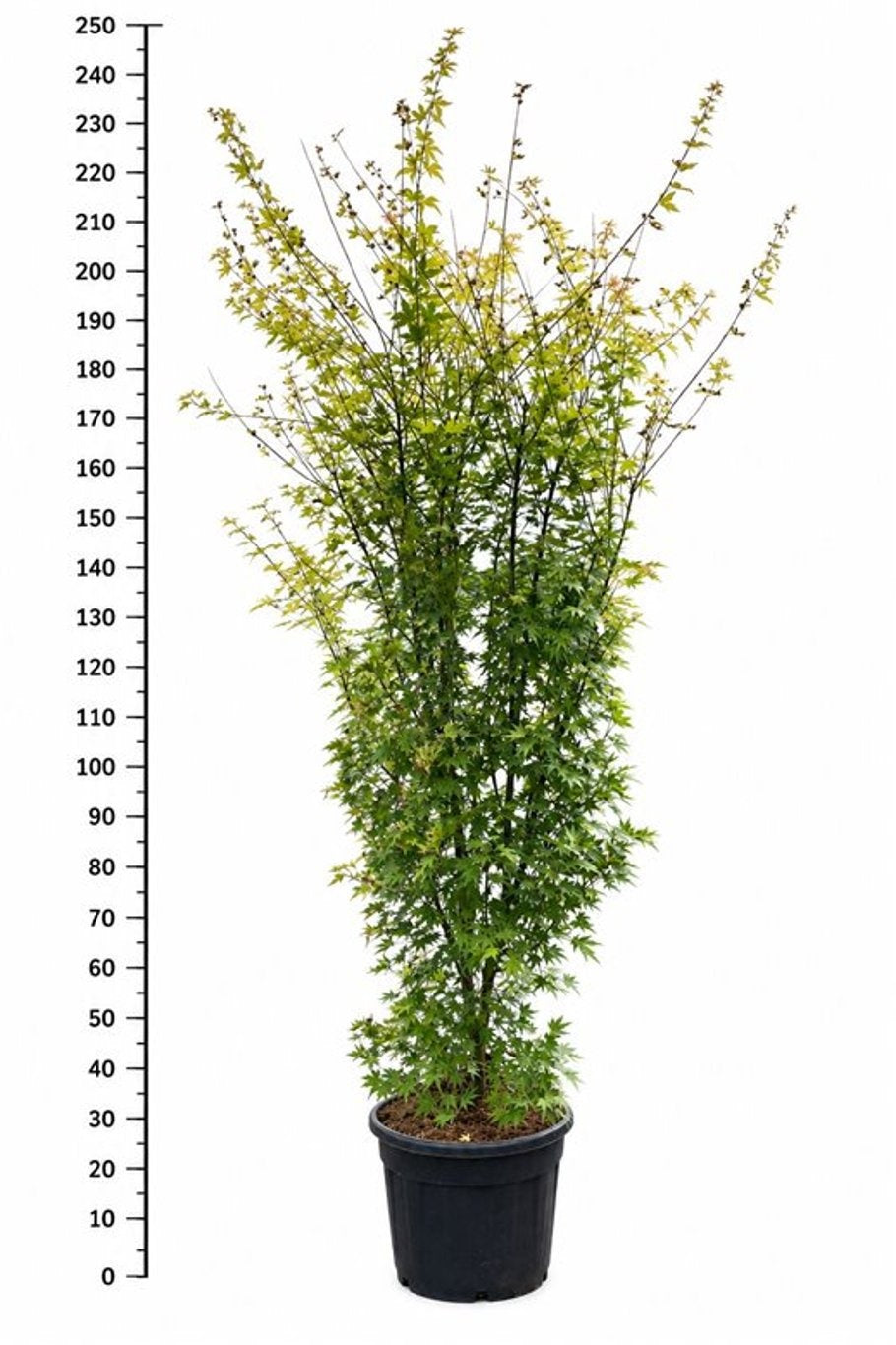 Acer Orange Dream 250cm 55cm Pot