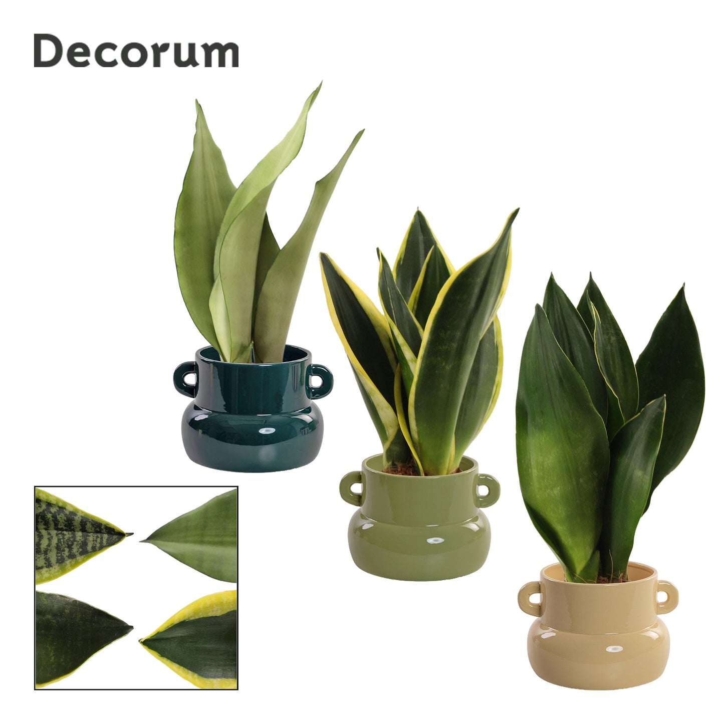 Duijn-Hove BV, kwekerij Sansevieria trifasciata Pack of 6