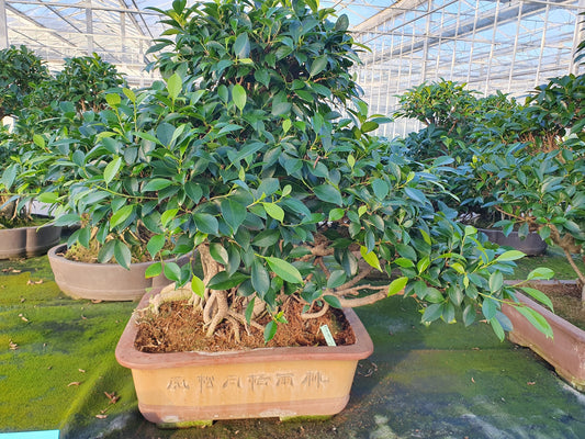 Bonsai Mix 85cm 48cm Pot
