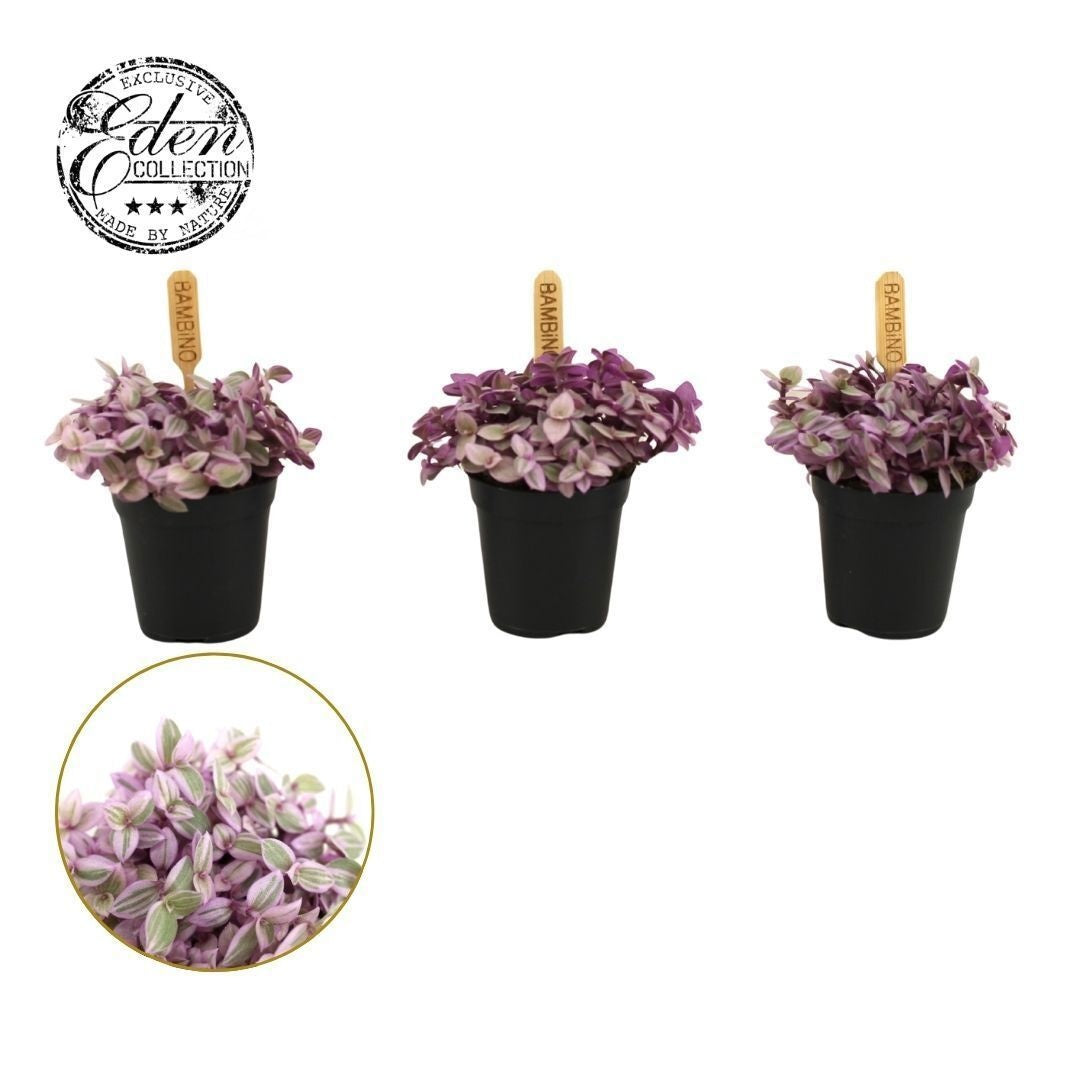 Callisia 10cm 505cm Pot