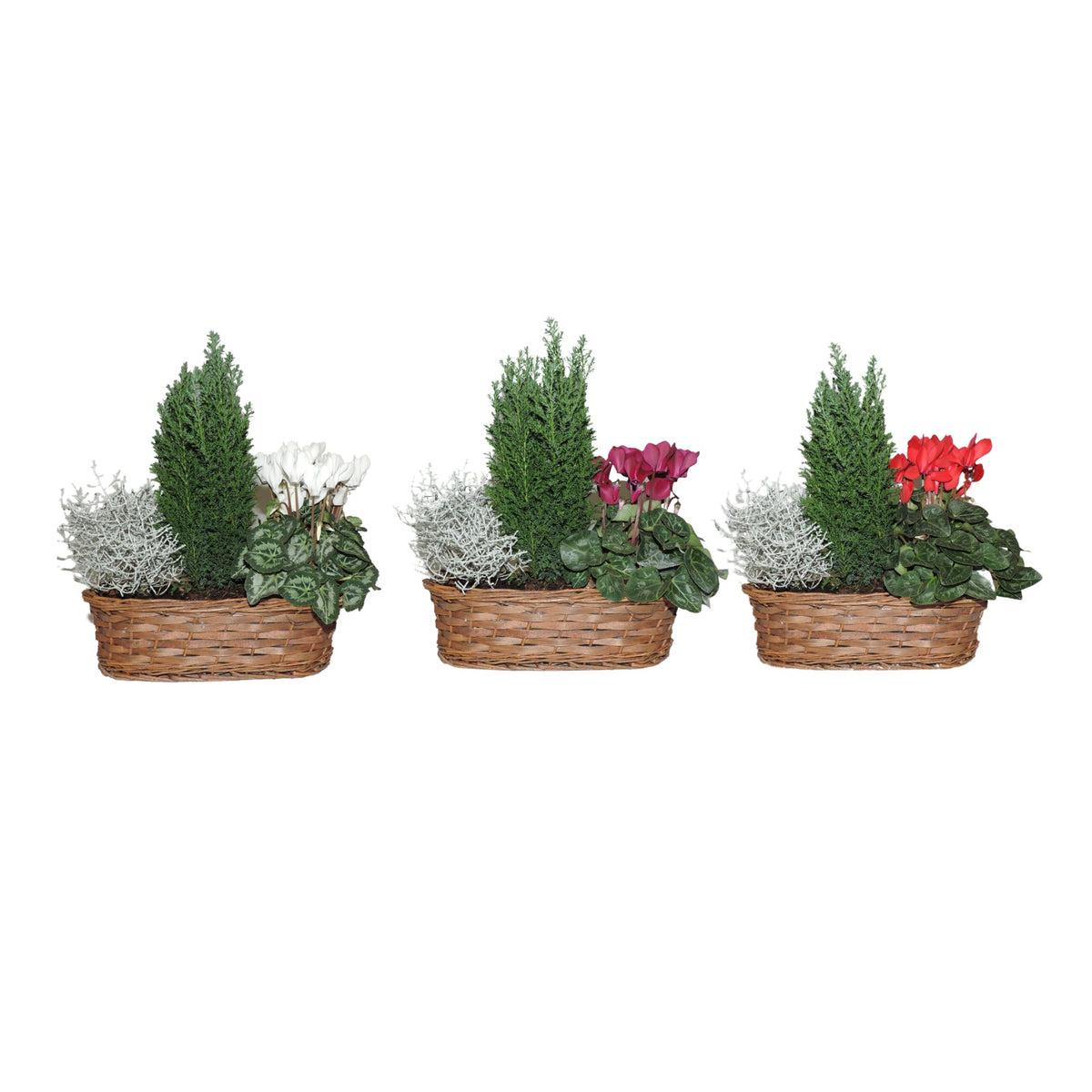 Outdoor arrangement 40cm 30cm Pot