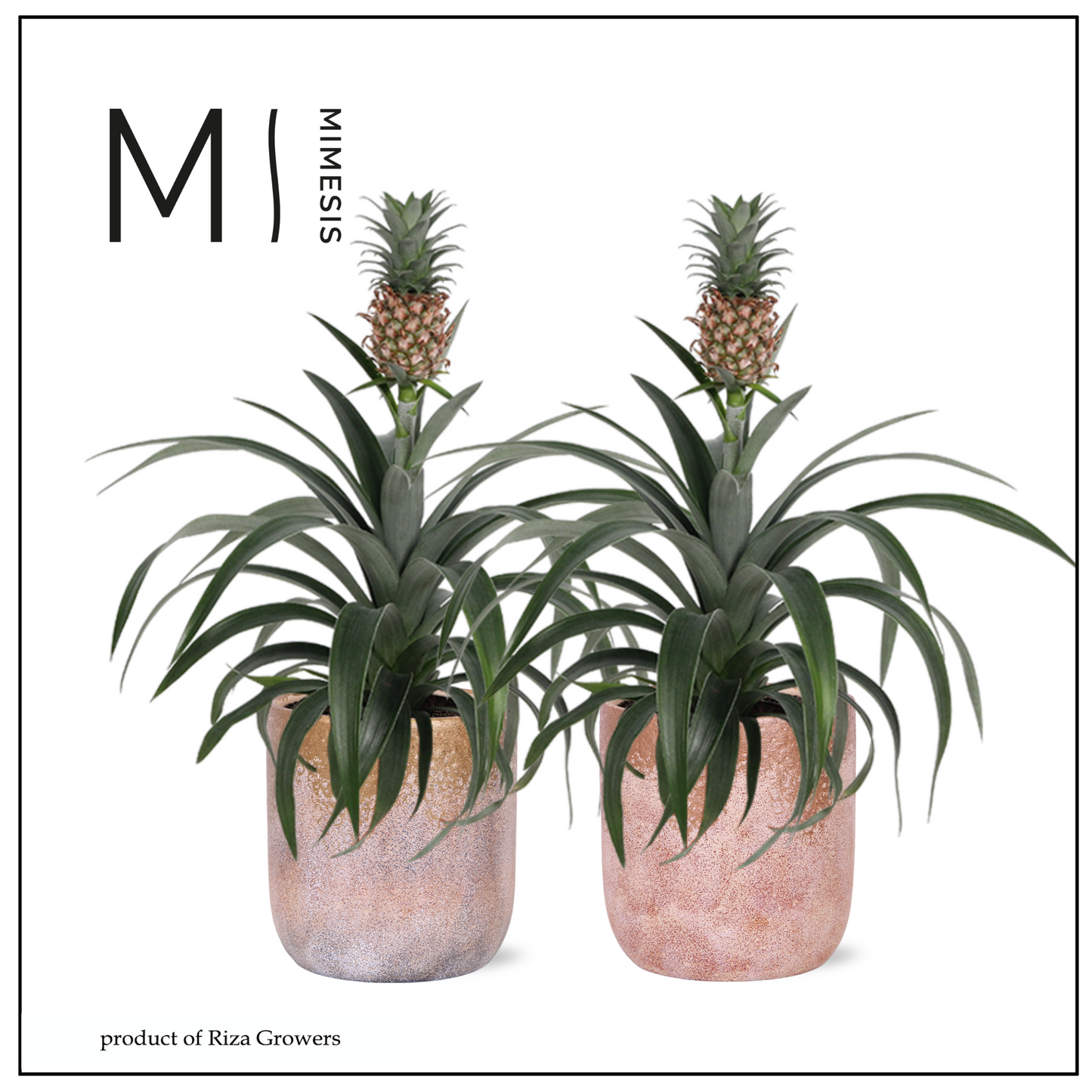 Ananas Mi Amigo (+ drp.ceramic) 35cm 12cm Pot