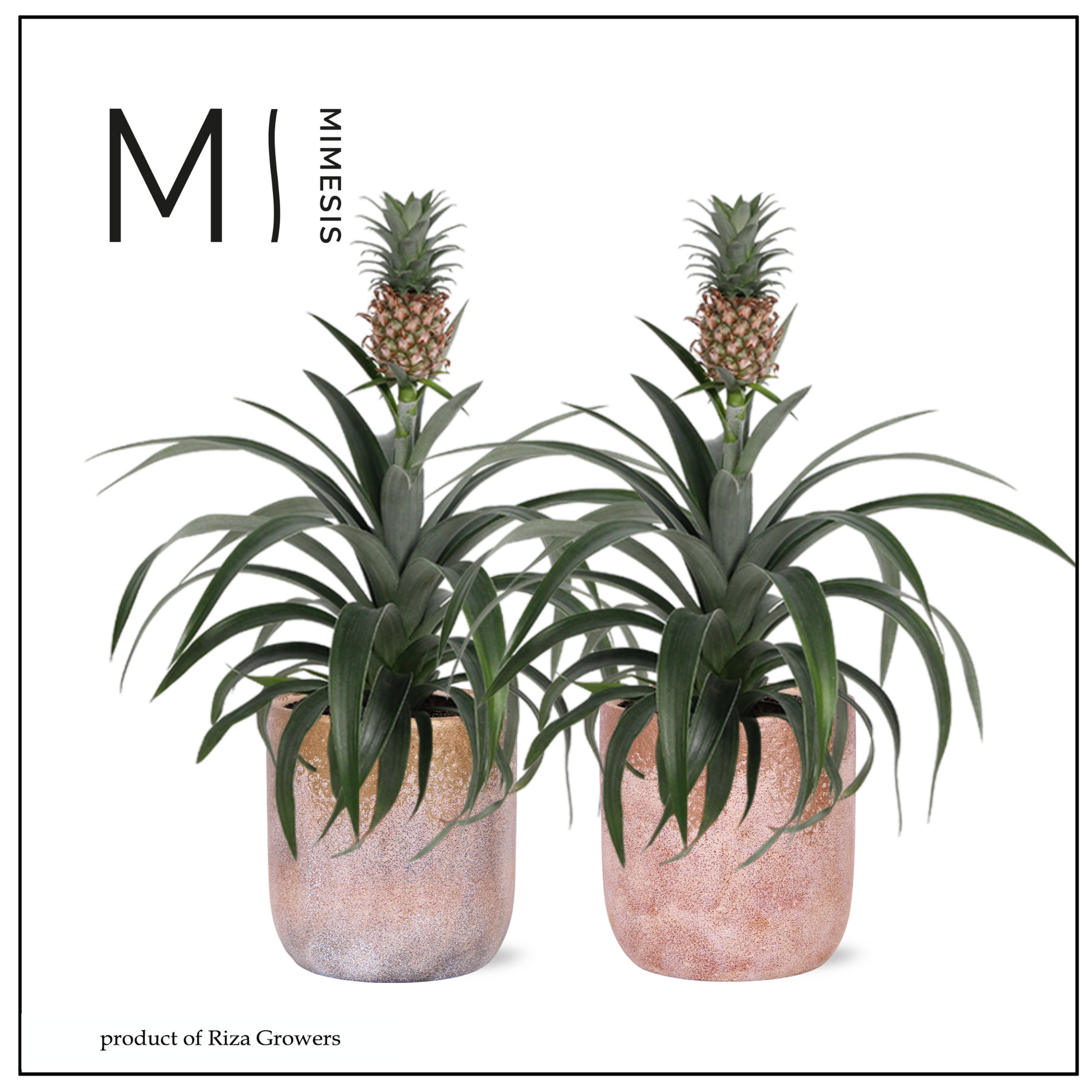 Ananas Mi Amigo (+ drp.ceramic) 35cm 12cm Pot