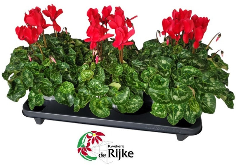 Cyclamen XL red 35cm 15cm Pot
