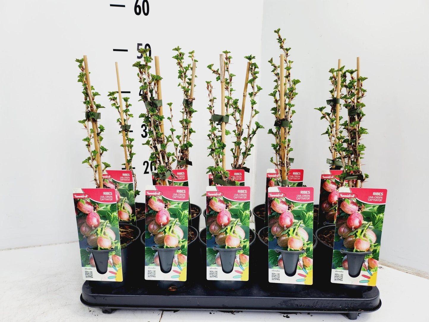 Ribes ("Gooseberry") Hinnonmaki Red 50cm 12cm Pot
