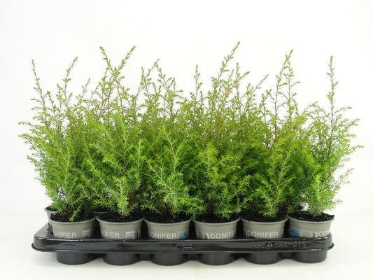 Juniperus Gold Cone 22cm 9cm Pot