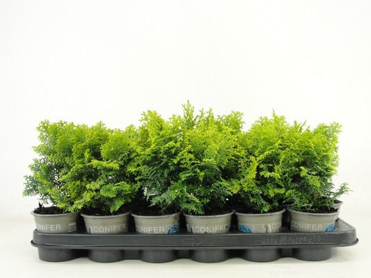 Chamaecyparis obt. Melody 15cm 9cm Pot
