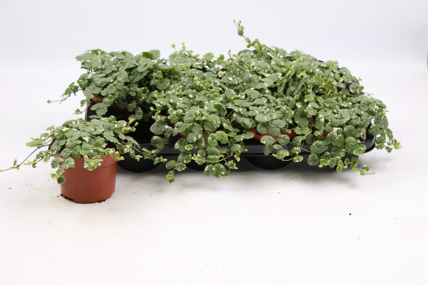 Glechoma hed. Variegata 20cm 13cm Pot