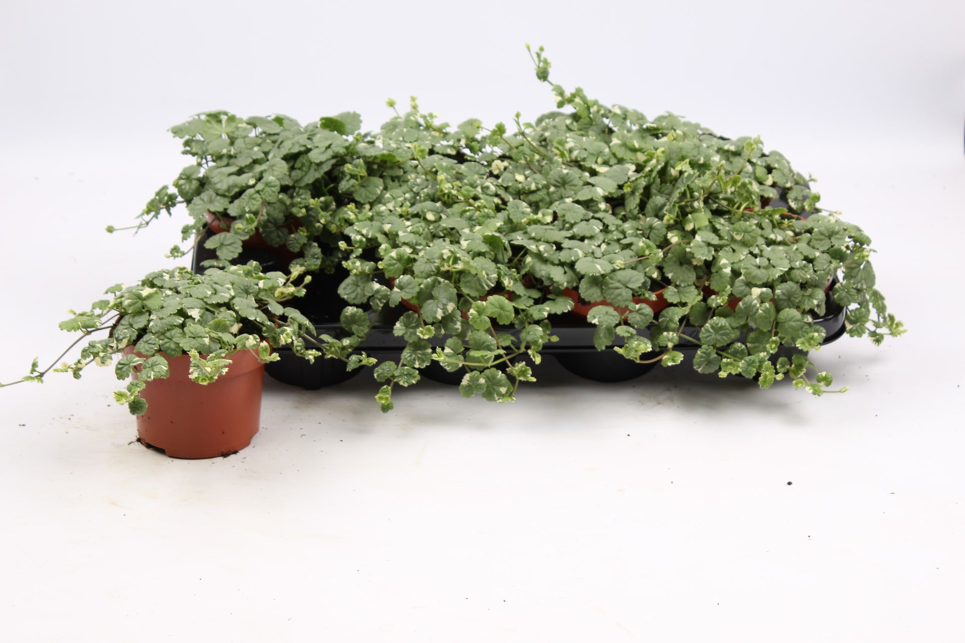 Glechoma hed. Variegata 20cm 13cm Pot