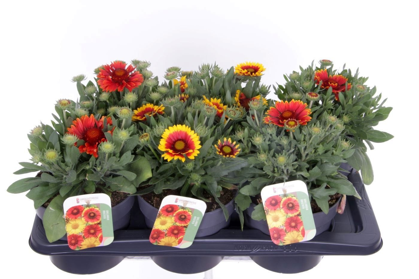 Gaillardia aristata 35cm 17cm Pot