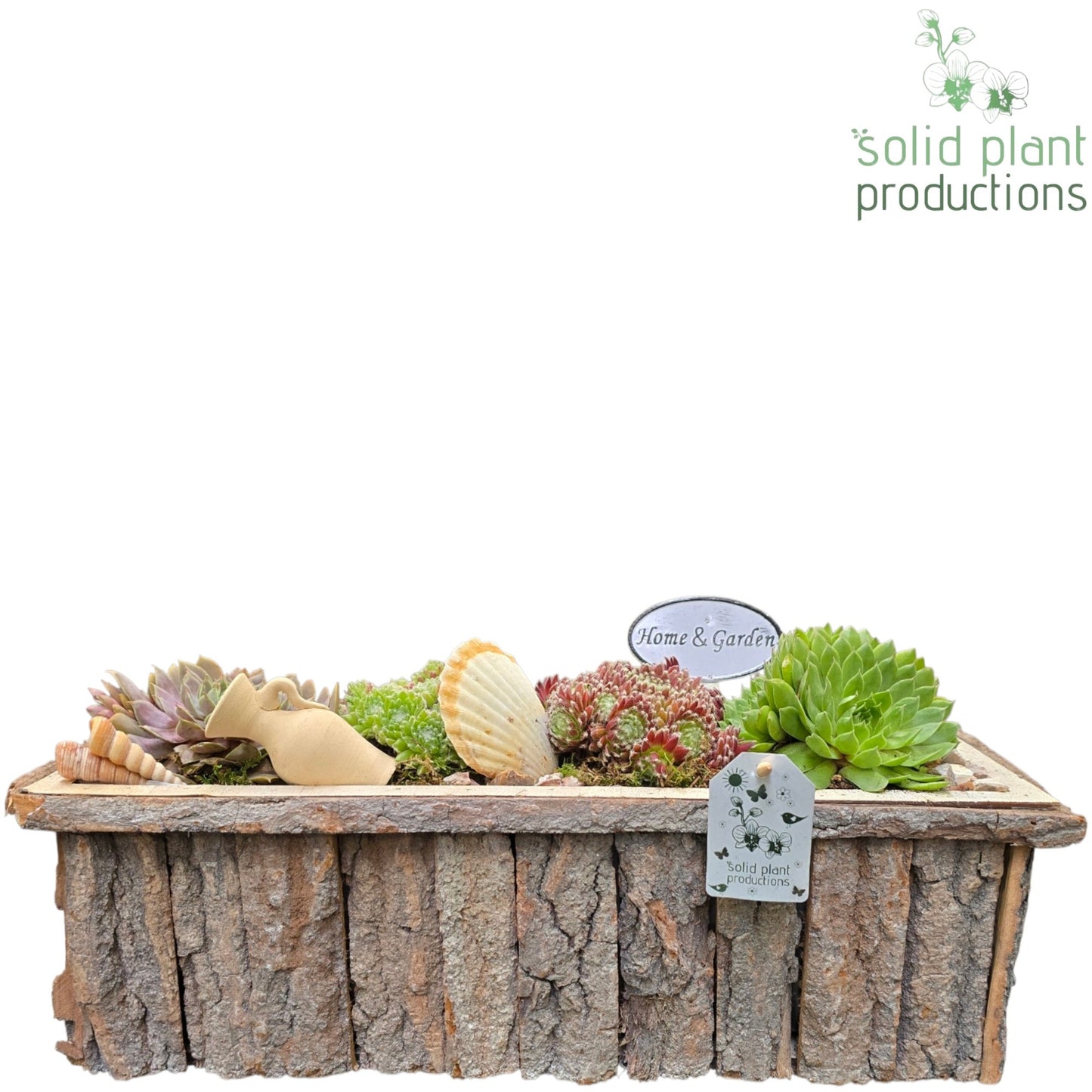 Sempervivum arrangement 22cm 44cm Pot