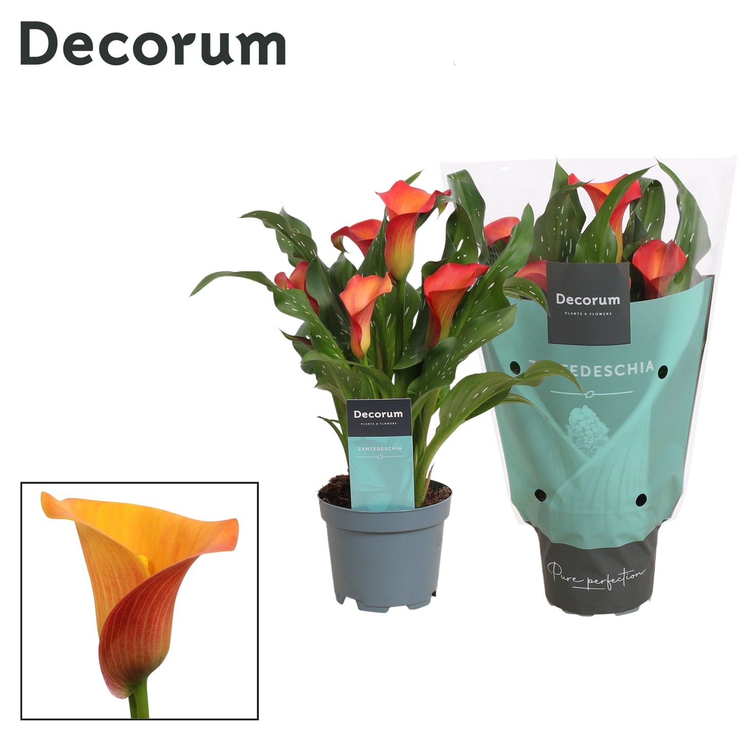 Vreugdenhil Bulbs & Plants Zantedeschia orange Pack of 12